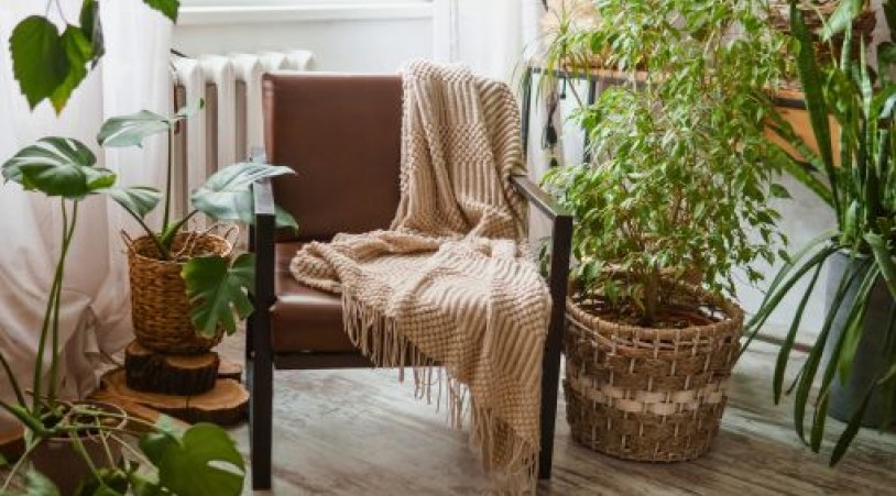 4 кімнатні рослини, які покращують самопочуття і роблять дім щасливішим